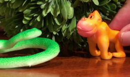 蛇视频动物世界,动物世界中的神秘蛇族传奇